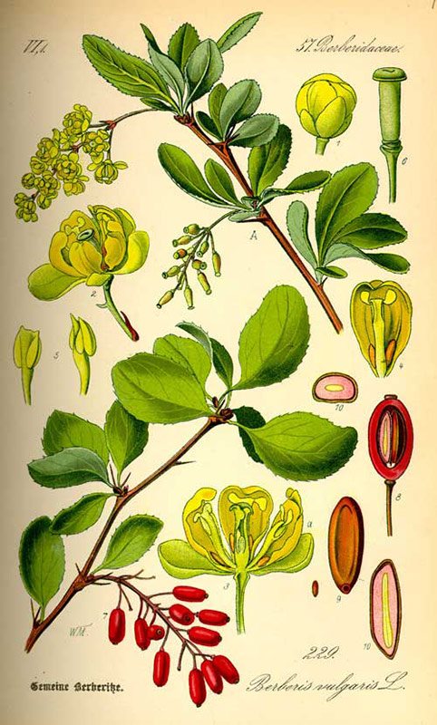 барбарис, ботанічний малюнок