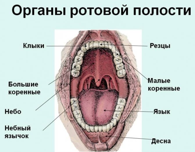 Болить горло после алкоголю