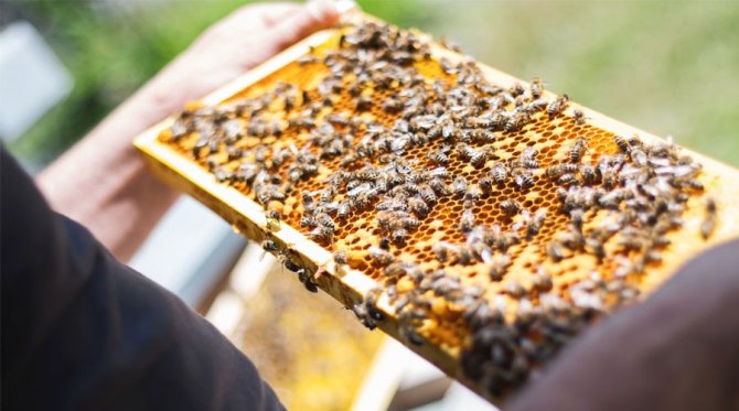 Чим багатий підмор з бджіл, і чому ВІН так корисний фото