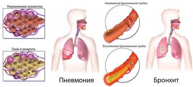 Чистий і розбавлений абсент як пити в домашніх умовах. Як пити і чим закушувати абсент в домашніх умовах