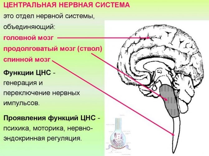 Циннаризин і алкоголь сумісність