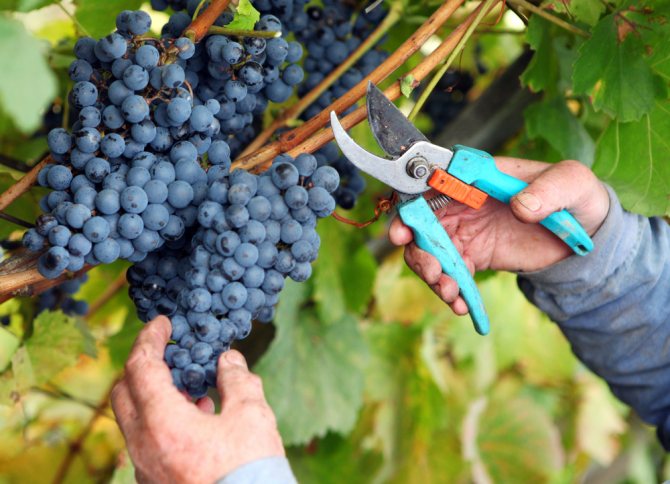 Домашнє вино з винограду - прості рецепти. Технологія приготування виноградного вина в домашніх умовах