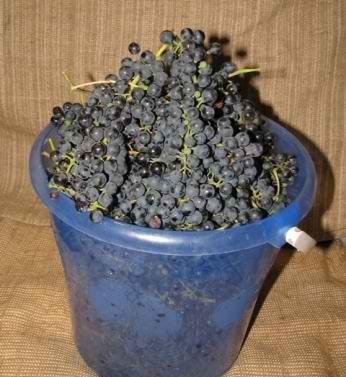 Домашнє вино з винограду - прості рецепти. Технологія приготування виноградного вина в домашніх умовах