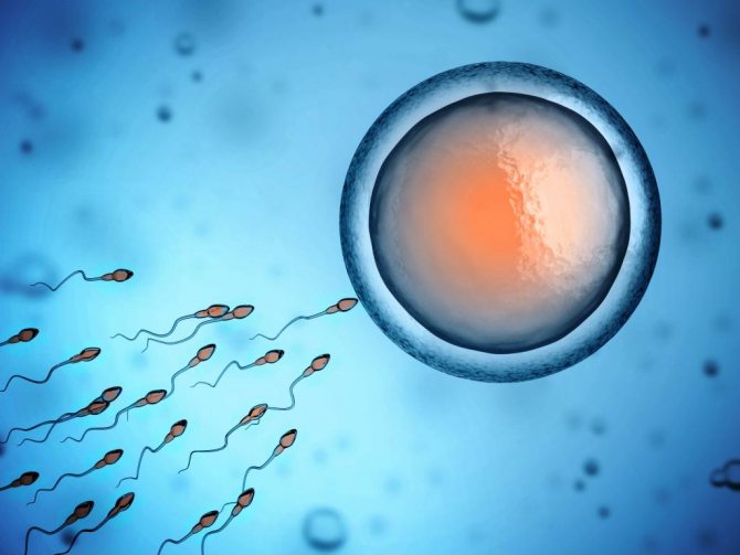 рух сперматозоїдів