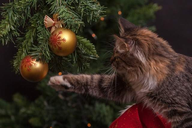 Кошка играется с новогодней игрушкой