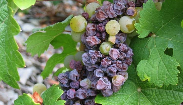 Ще однією з причин заукшіванія вина становится использование зіпсованого винограду.