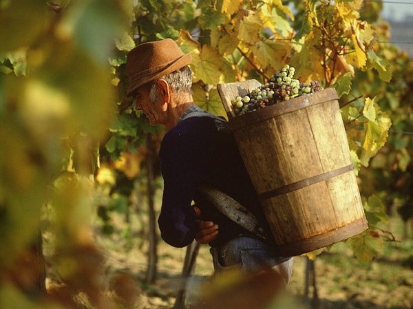 фото кошіків путтонь для токайського вина асу
