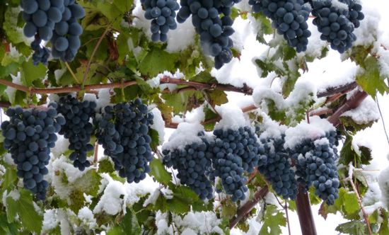 Фото винограду Молдова. Пізня збирання врожаю