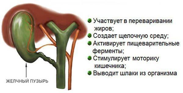 Функції жовчного міхура