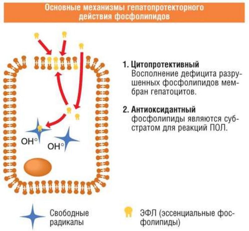 Гептралу або есенціале что краще Відгуки