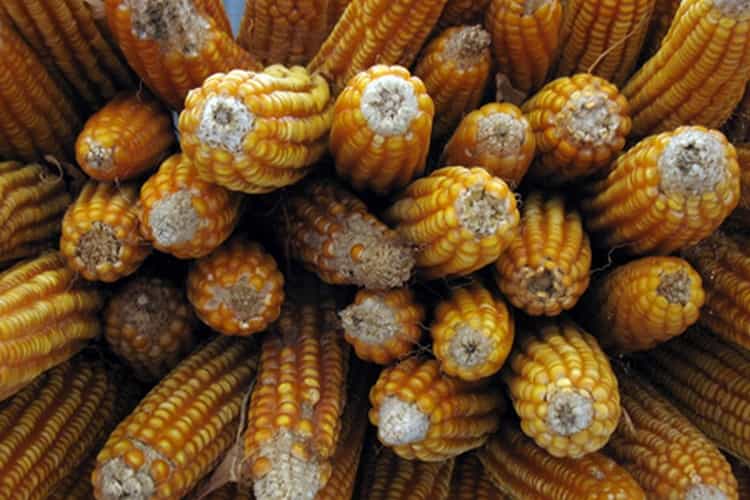 Головний компонент при ВИРОБНИЦТВІ бурбона це кукурудза.