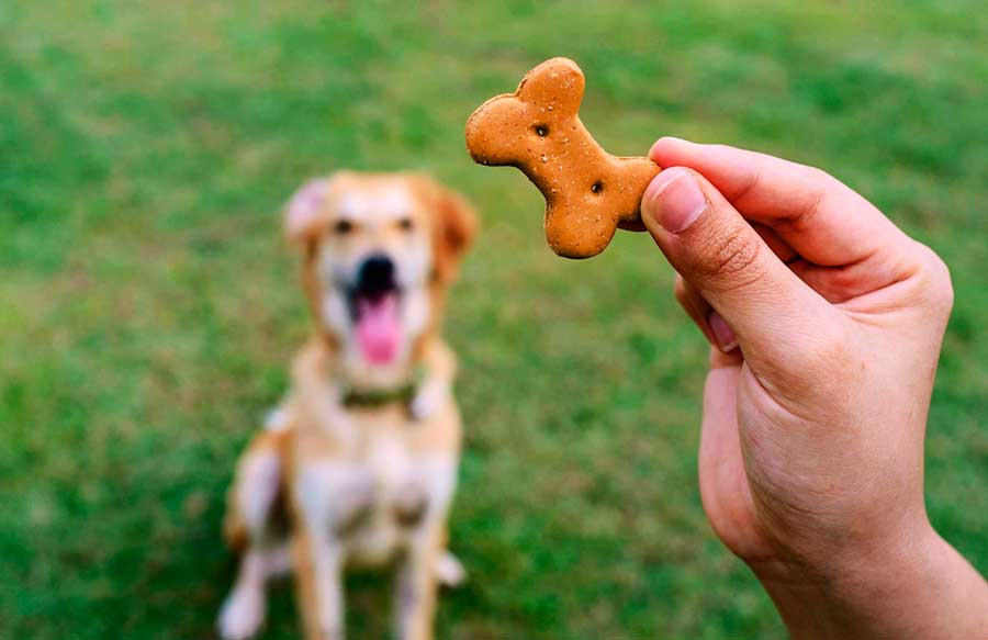 Печенье: лакомство для собак