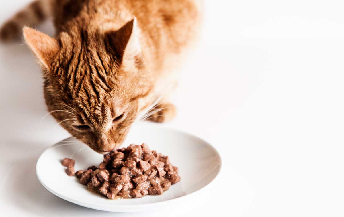Правильное питания кошки