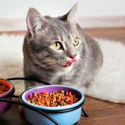 Питание кошки, как правильно выбрать корм, чтобы рацион был сбалансированный