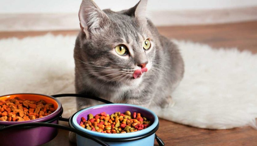 Питание кошки, как правильно выбрать корм, чтобы рацион был сбалансированный
