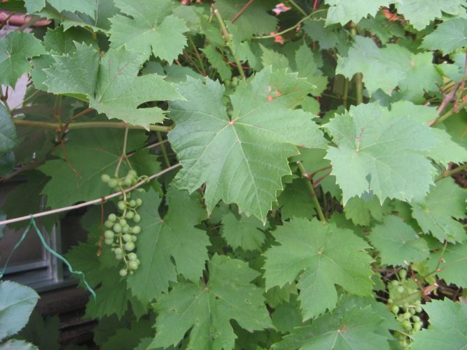 Красиві молоді листки винограду перед збором для виготовлення домашнього вина