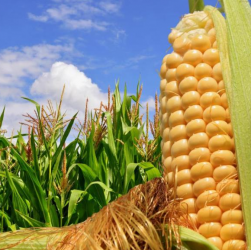 Высокий урожай кукурузы