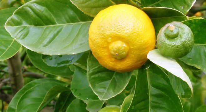 Лимон на гілці