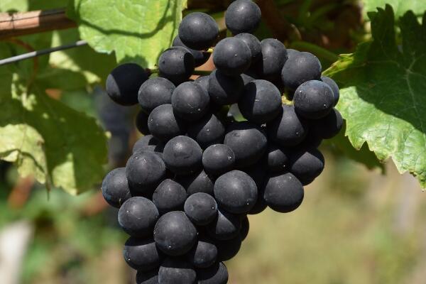 Мерло - Особливості сорту винограду, з которого роблять дуже смачне вино