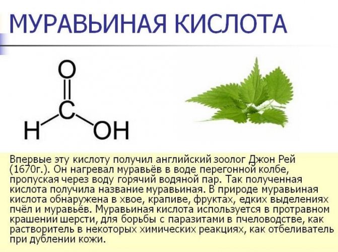 чи можна пити мурашиний спирт