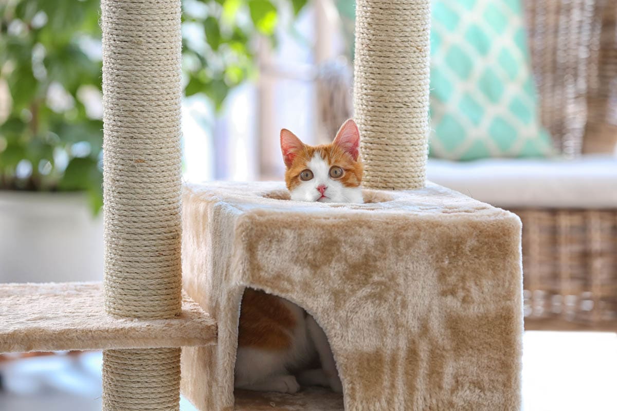 кошачья мебель и кошачьи когтеточки