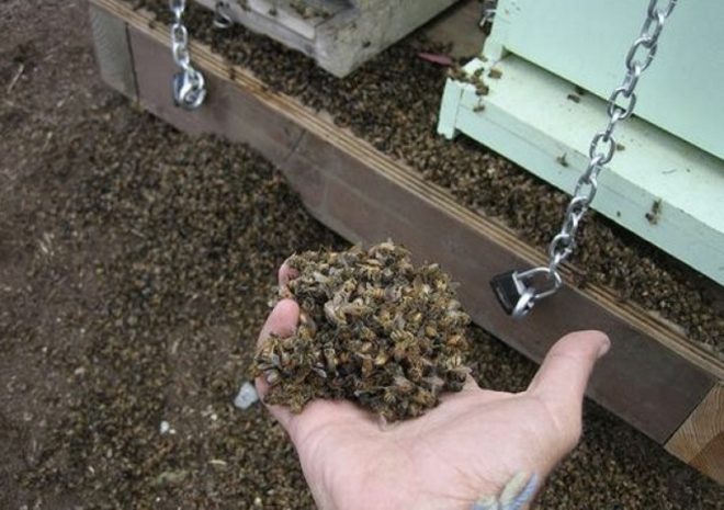 Про! Застосування настоянок бджолиний підмору