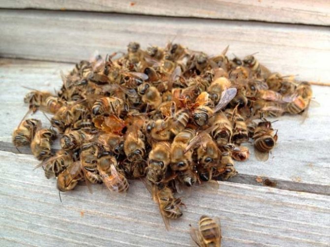 Про! Застосування настоянок бджолиний підмору
