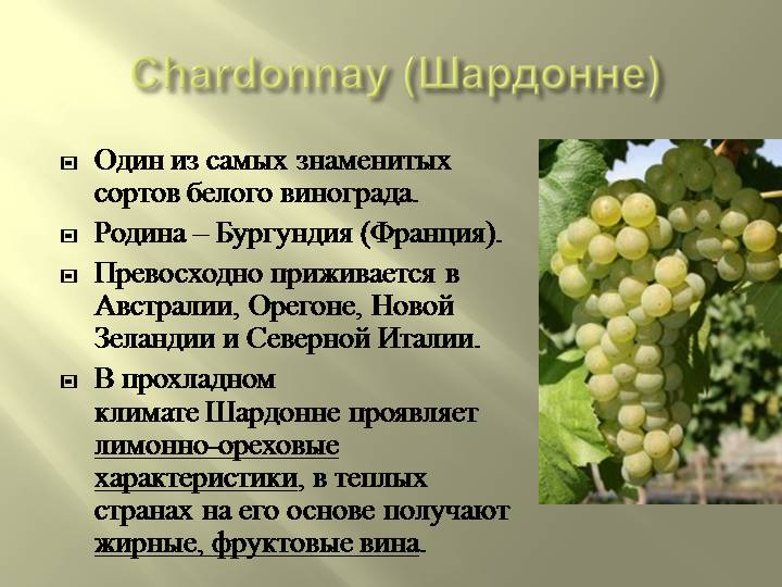 Огляд вина Шардоне Chardonnay