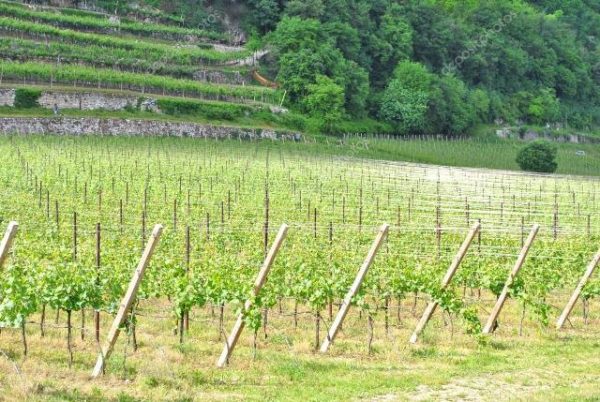 Огляд вина Шардоне Chardonnay