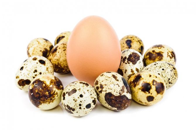 За вмістом вітамінів незаперечно першість такоже за перепелиними яйцямі, что істотно збільшує їх харчову Цінність.
