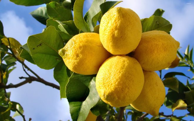 підготовка лимонів