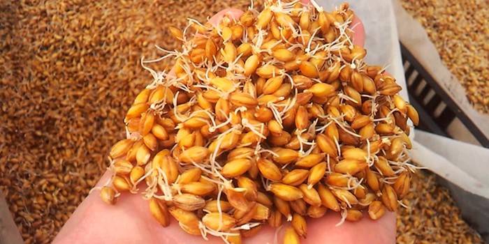 Пророщування пшениці для самогону