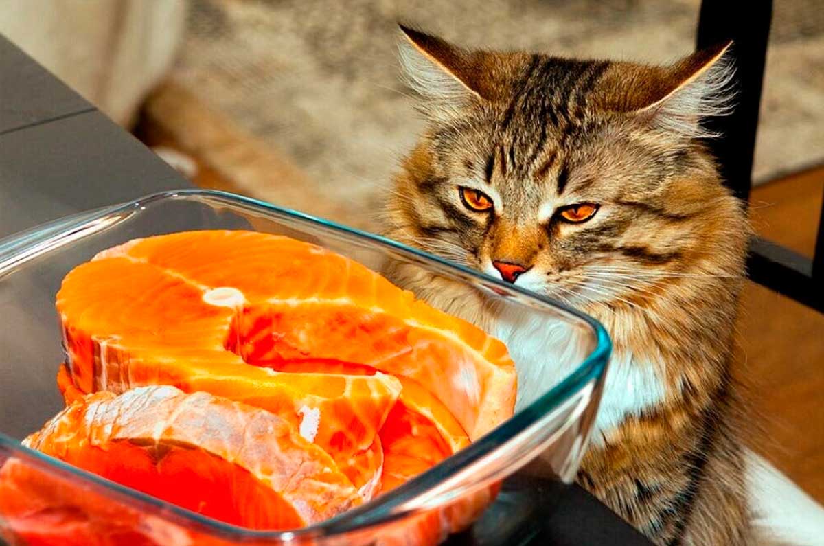 Кошка ест лосось