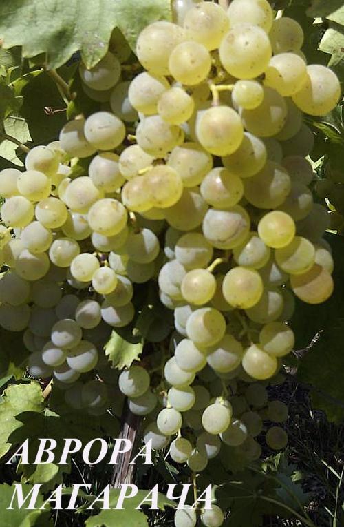 Цукрістість винограду за сортами.  Технічні / винні сорти винограду (вино-сік)