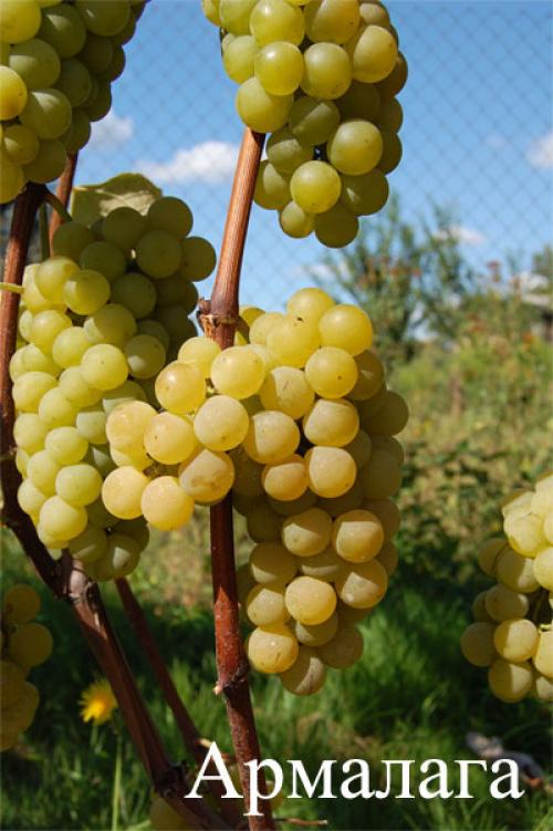 Цукрістість винограду за сортами.  Технічні / винні сорти винограду (вино-сік) 01