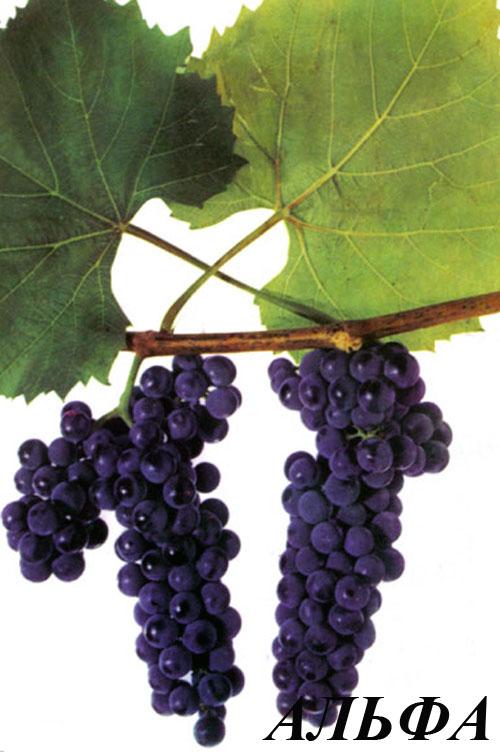 Цукрістість винограду за сортами.  Технічні / винні сорти винограду (вино-сік) 02