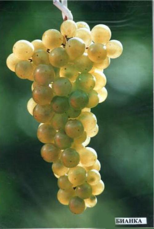 Цукрістість винограду за сортами.  Технічні / винні сорти винограду (вино-сік) 03
