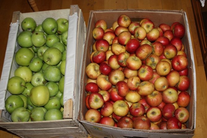 Самогон з яблук - рецепти і хитрощі приготування