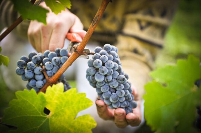 Збір винограду в Дагестані ставши рекордним |  APK-news.ru