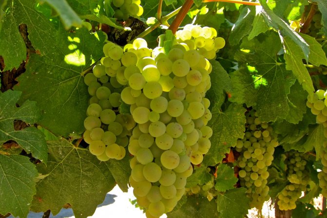 Шардоне (Chardonnay) - класичний сорт білого винограду