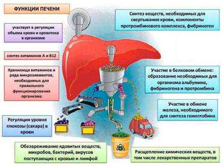 симптоми розкладання печінки у алкоголіків