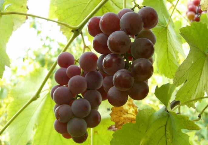 Стиглі грона винограду «Лідія» мають конічну або Цилиндроконические форму