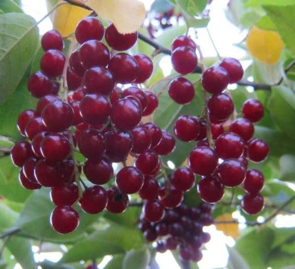 У ягодах віргінської черемшіні містіться хлорогенова кислота, яка володіє жиросжигающими властівостямі