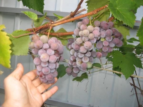 Ягоди для приготування вина краще збирати в середині осені
