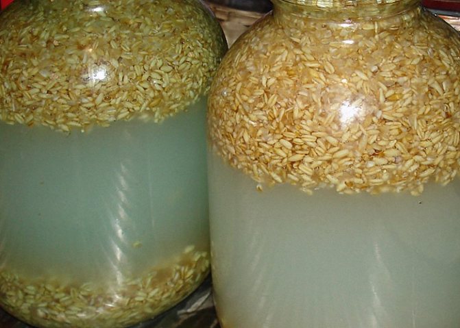 Зернова брага з пшениці: секрет Приготування хлібного самогону