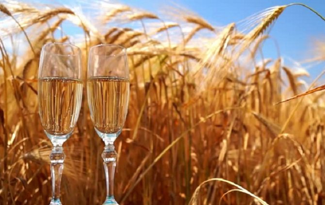 Зернова брага з пшениці: секрет Приготування хлібного самогону
