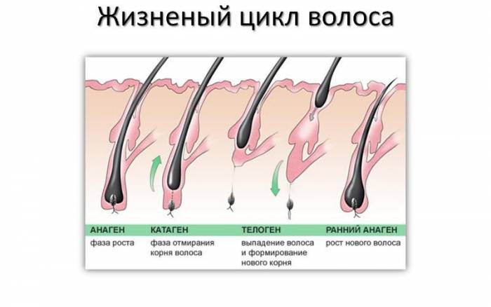 Життєвий цикл волоса